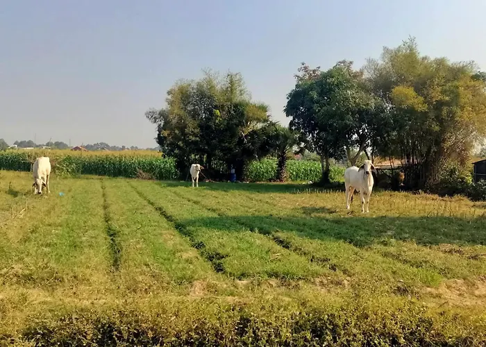 Happy Siemreap - Local Vibe Farm stay Phumi Puok Chas